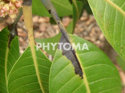 Pseudomonas siryngae